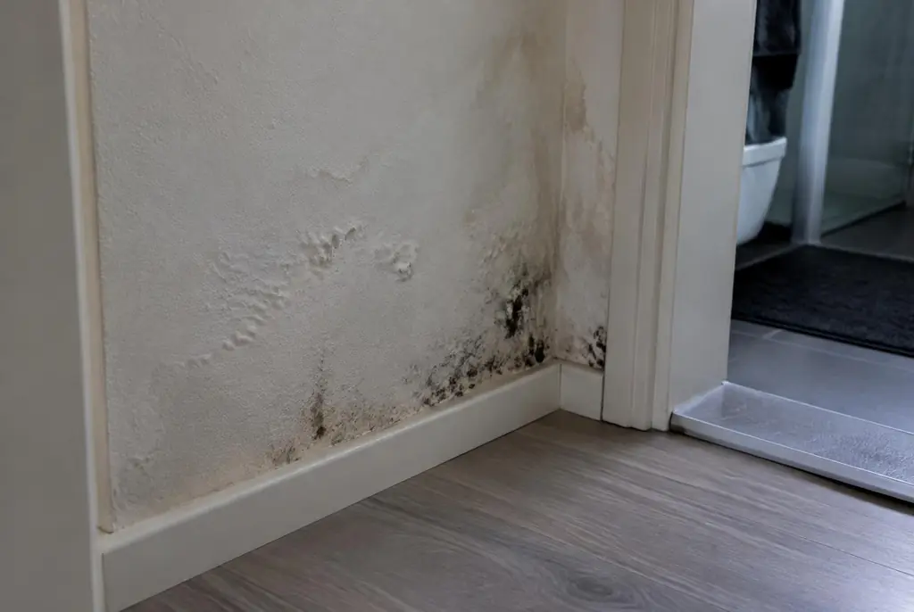 Lekdetectie Purmerend – vochtplek met schimmel op een muur